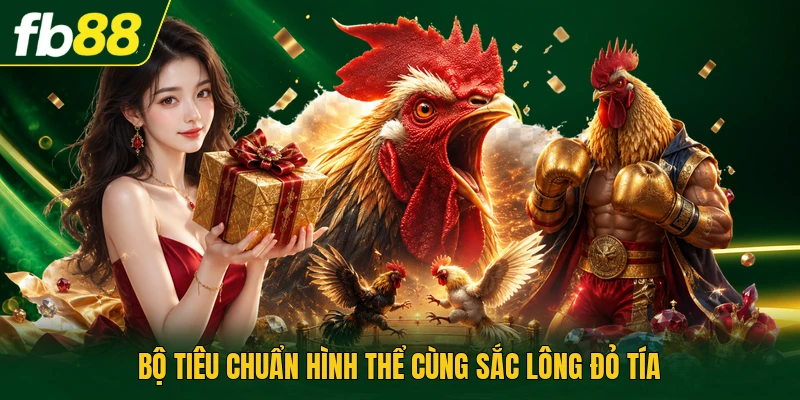 Gà Tía Là Gì? - Giống Này Sở Hữu Những Đặc Điểm Nào? 2 Bộ tiêu chuẩn hình thể cùng sắc lông đỏ tía