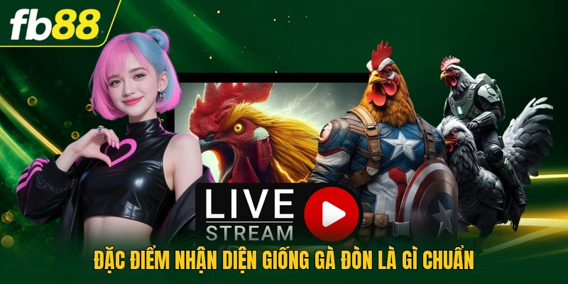 Đặc điểm nhận diện giống gà đòn là gì chuẩn