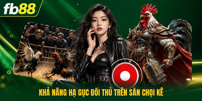 Gà Tía Là Gì? - Giống Này Sở Hữu Những Đặc Điểm Nào? 3 Khả năng hạ gục đối thủ trên sàn chọi kê