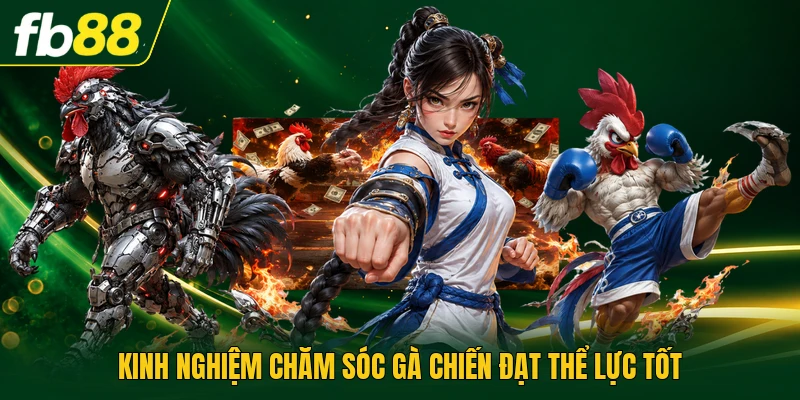 Kinh nghiệm chăm sóc gà chiến đạt thể lực tốt