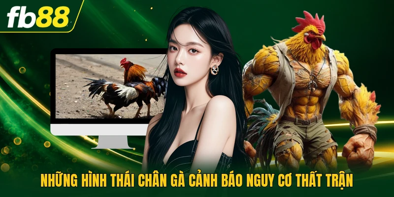 Vảy Gà Chọi Xấu Phân Tích Các Đặc Điểm Khiếm Khuyết Chuẩn 2 Những hình thái chân gà cảnh báo nguy cơ thất trận